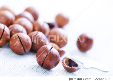 macadamia macadamia 22664808