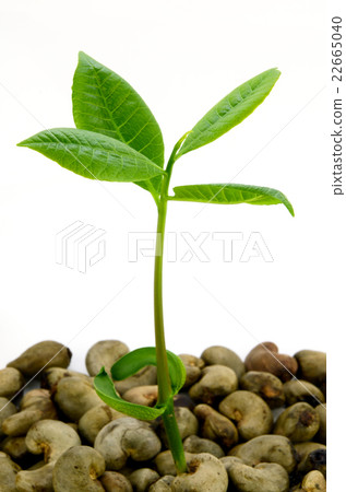 Young Cashew Tree with Cashew Nut. Young Cashew Tree with Cashew Nut. 22665040