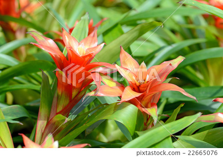 Bromeliad or Urn Plant. Bromeliad or Urn Plant. 22665076