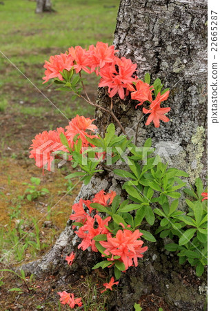 Yachiho高原的Renge杜鵑花 22665287