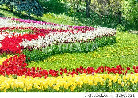 Garden with colorful tulips 22665521