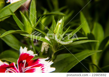caterpillar worm on leaf in the garden 22665692