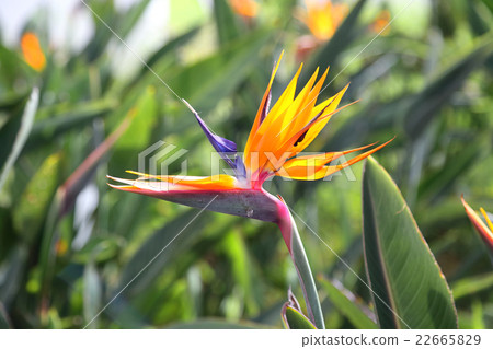 Bird of paradise Bird of paradise 22665829
