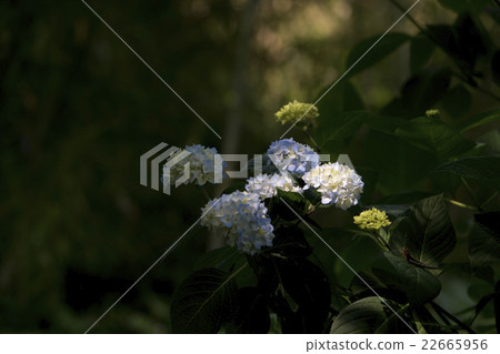 國分寺的山梨繡球花 22665956