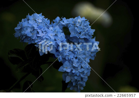 Yamana hydrangea at Kokubunji 22665957