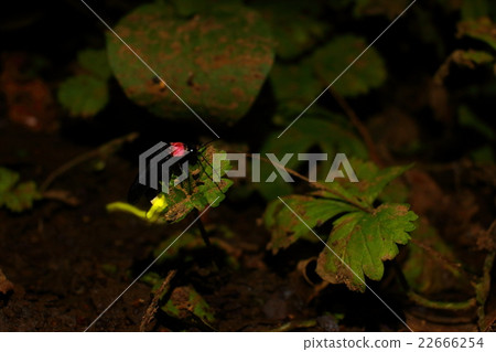 源氏螢火蟲 源氏螢火蟲 22666254