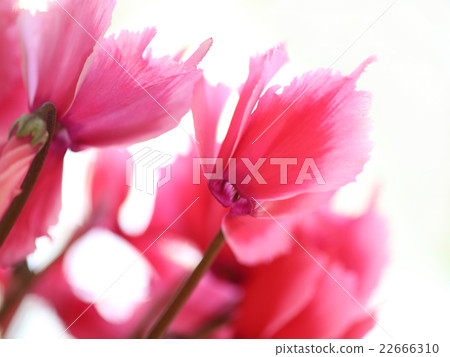 仙客來紅色的花朵 22666310