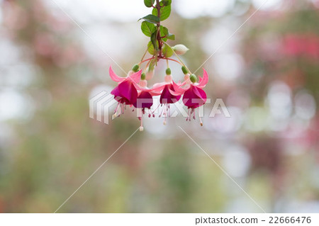 淺色的福島 22666476