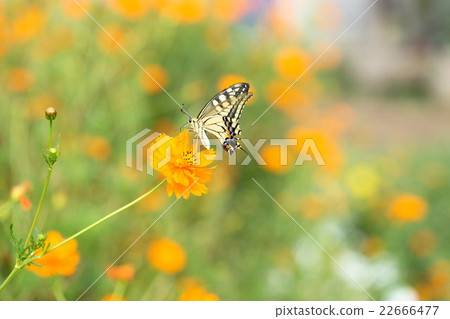 Yellow cosmos and butterfly 22666477