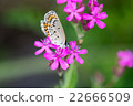 Flower and butterfly 22666509