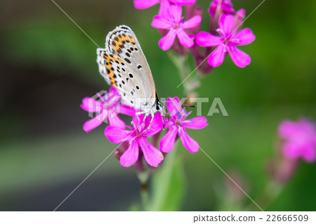 Flower and butterfly 22666509