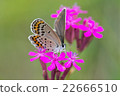 Flower and butterfly 22666510