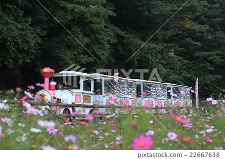 Kurihama flower country's cosmos Kurihama flower country's cosmos 22667638