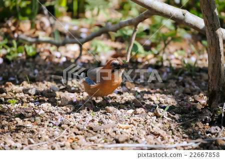 Miyamakakesu - Eurasian jay 22667858