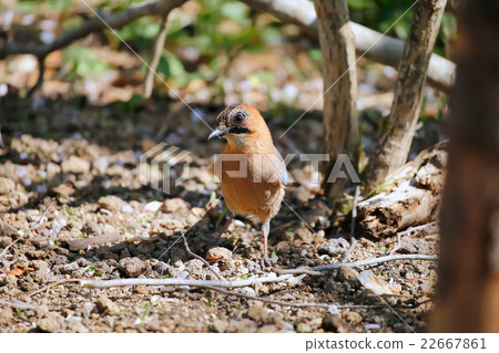 Miyamakakesu - Eurasian jay 22667861