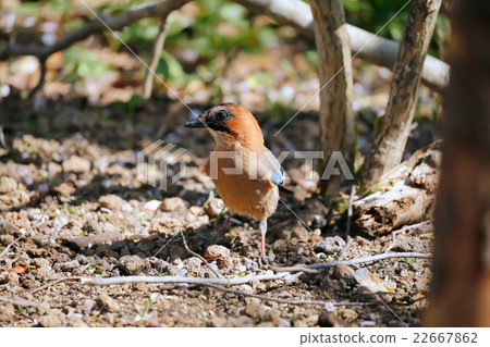 Miyamakakesu - Eurasian jay 22667862