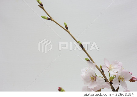 Cherry Blossoms   22668194