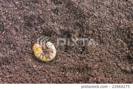 image of rhinoceros beetle larva on the ground. image of rhinoceros beetle larva on the ground. 22668275