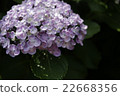 Hydrangea flower 22668356