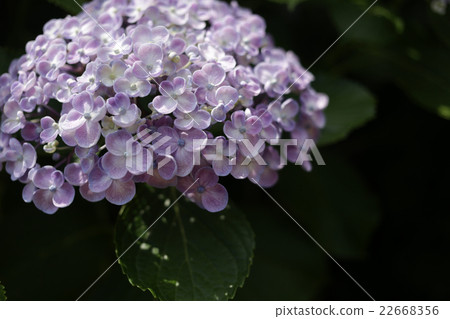 繡球花 繡球花 22668356