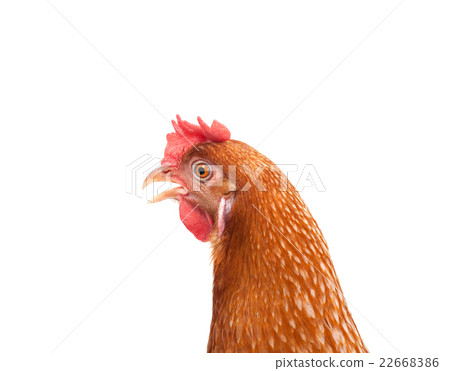 brown hen head 22668386