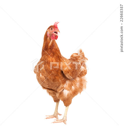 brown hen head brown hen head 22668387