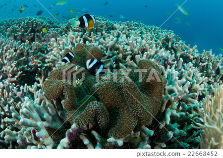 Coral and anemone fish 22668452