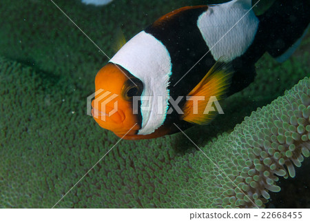 Touaka Anemonefish Touaka Anemonefish 22668455