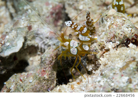 海葵魚 海葵魚 22668456