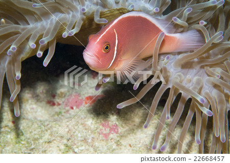 Hanabira Anemone fish 22668457
