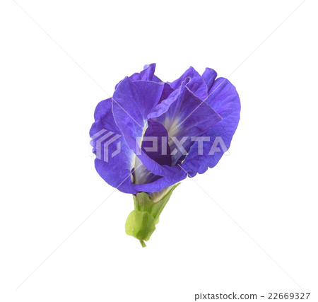 Asian pigeonwings flowe on white background 22669327