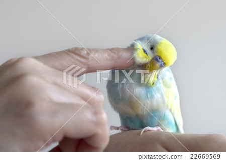 Sekisei長尾小鸚鵡 22669569