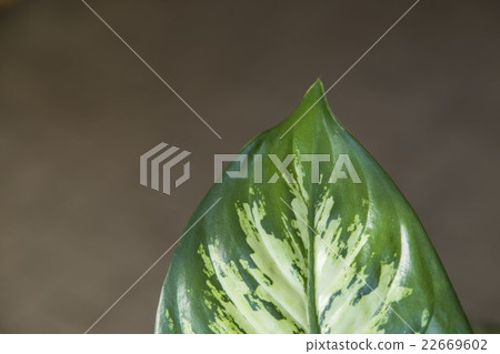 Green leaf of Dieffenbachia. 22669602
