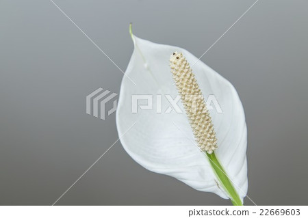 White spathiphyllum on white background White spathiphyllum on white background 22669603