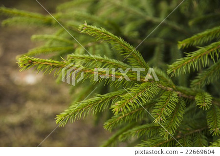 Branches of fir tree, spring in forest 22669604