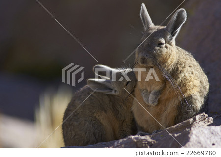 Mountain Viscacha 22669780