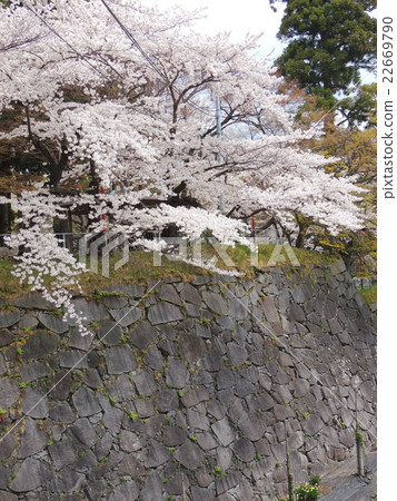 櫻花和石垣 22669790