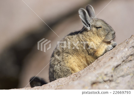 Mountain Viscacha 22669793