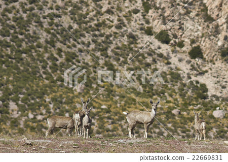 North Andean Deer 22669831