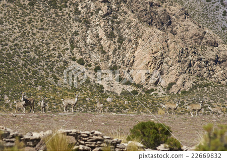 North Andean Deer 22669832