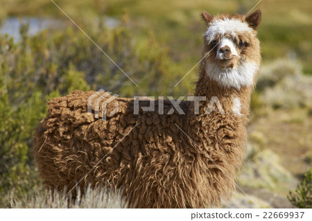 Alpaca in Lauca National Park Alpaca in Lauca National Park 22669937
