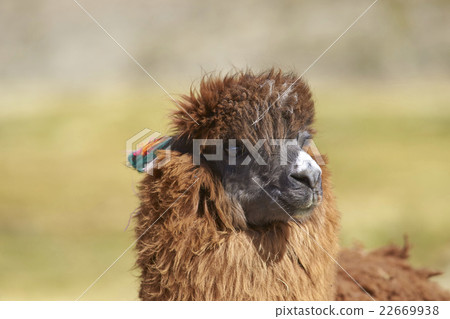 Alpaca in Lauca National Park 22669938