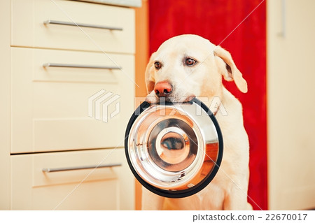 Dog is waiting for feeding. 22670017