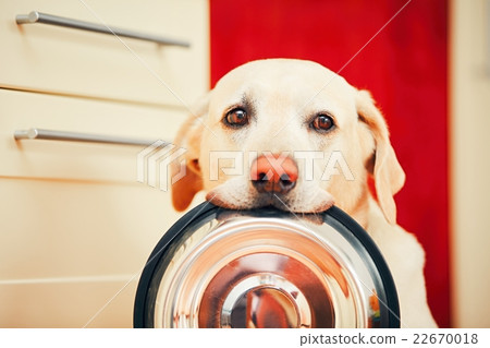 Dog is waiting for feeding. 22670018