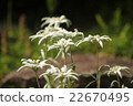 Edelweiss 22670495