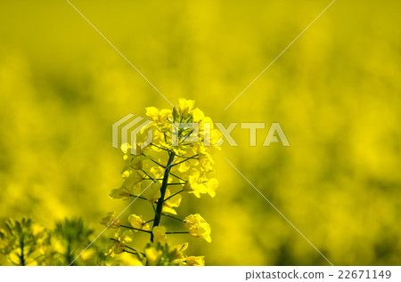 Canola flower closeup Canola flower closeup 22671149