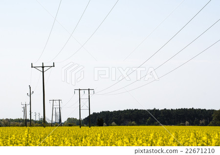 Power lines in a rapeseed field Power lines in a rapeseed field 22671210