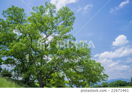 Fresh green of Kamogawa Park 22671461