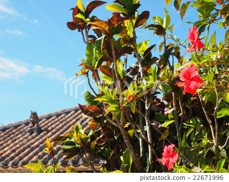 Red hibiscus of Taketomi-jima Island in Okinawa Island and roof of red tile of private house and Seasar and summer sky Red hibiscus of Taketomi-jima Island in Okinawa Island and roof of red tile of private house and Seasar and summer sky 22671996