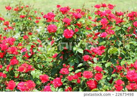 Roses 22673498